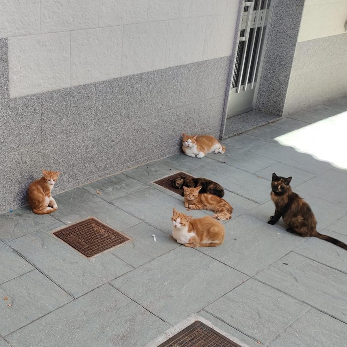 La proliferación de colonias se hizo evidente en Ribadumia.