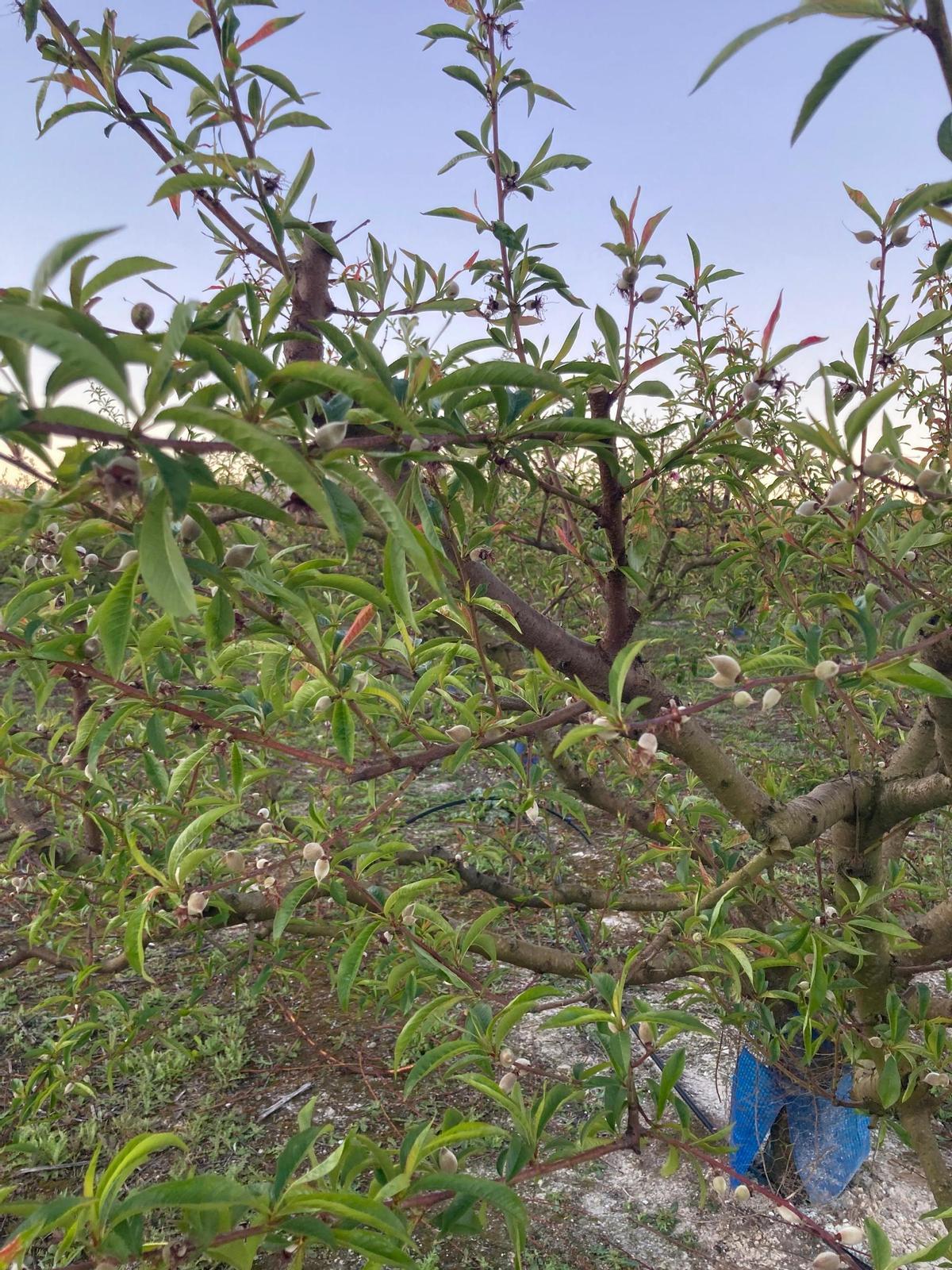 Cultivos dañados por las heladas en La Ribera, en una imagen reciente.