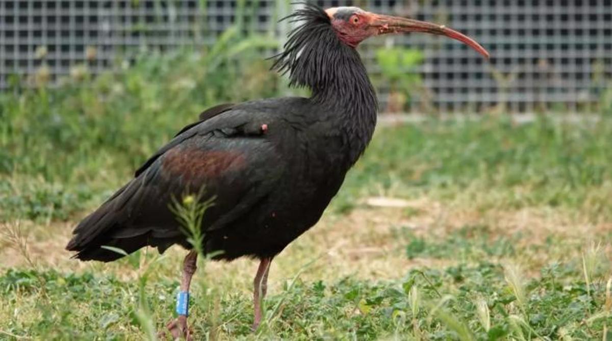 El ibis migrador, durante su estancia en el Empordà.