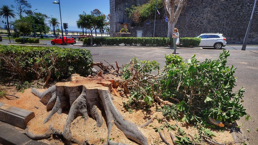 El Colegio de Arquitectos de la provincia tinerfeña cuestiona  la tala de árboles en la rambla de Santa Cruz