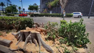 El Colegio de Arquitectos de la provincia tinerfeña cuestiona  la tala de árboles en la rambla de Santa Cruz