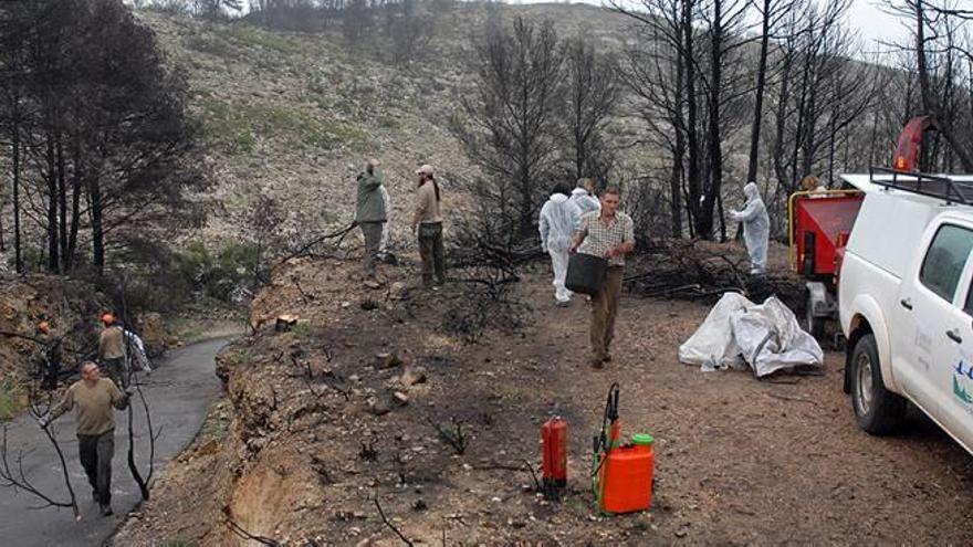 Hallan un helecho amenazado muy poco común en el monte calcinado de Pego