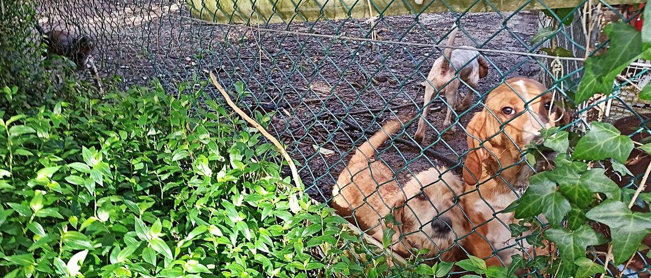 Algunos de los perros que viven en la parcela