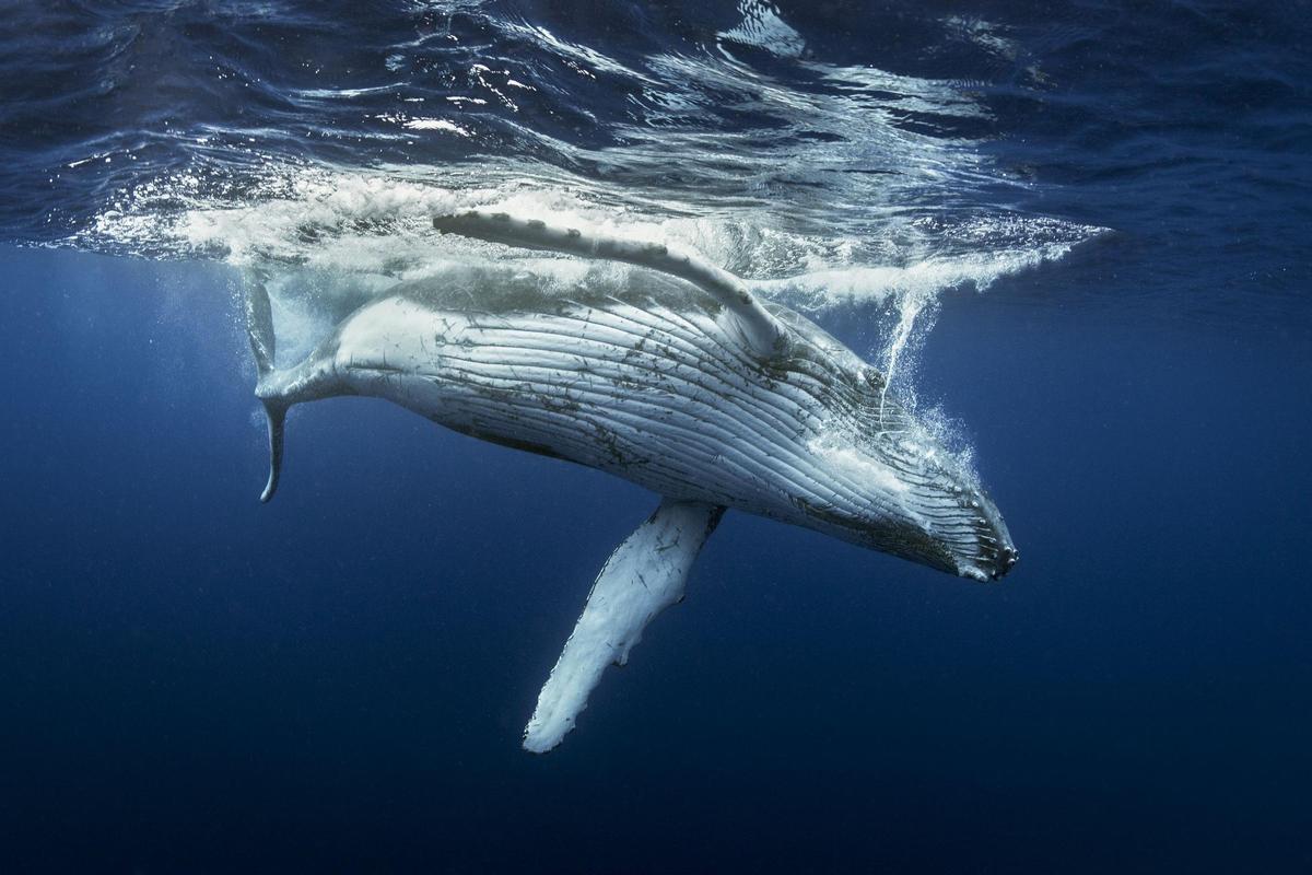 Ballena jorobada, una de las especies que están recuperándose