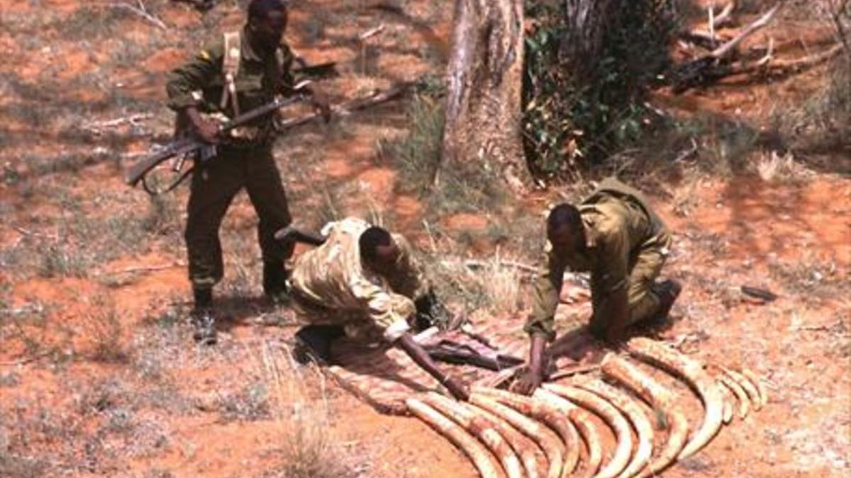 Preciado marfil 8Guardias kenianos recogen colmillos de 10 elefantes abatidos por cazadores furtivos.