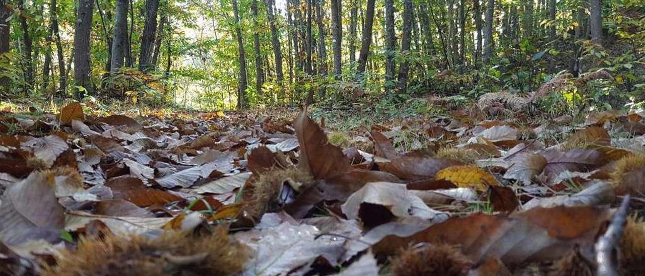 El bosque del Castañeru Montés, en Sobrescobio, el pasado otoño.