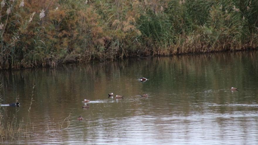 Las aves migratorias utilizan las lagunas de Alhama en sus rutas.