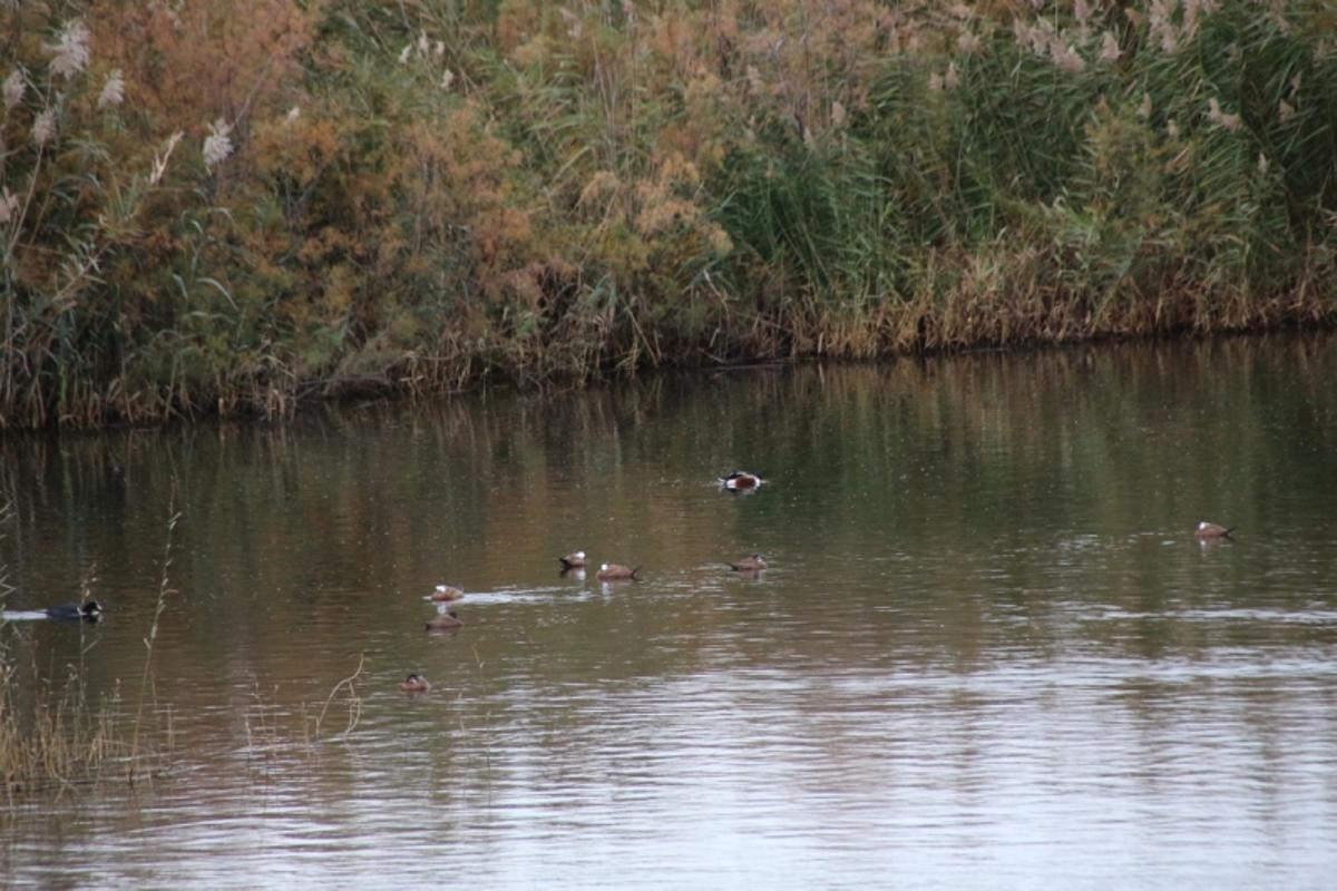 Las aves migratorias utilizan las lagunas de Alhama en sus rutas.
