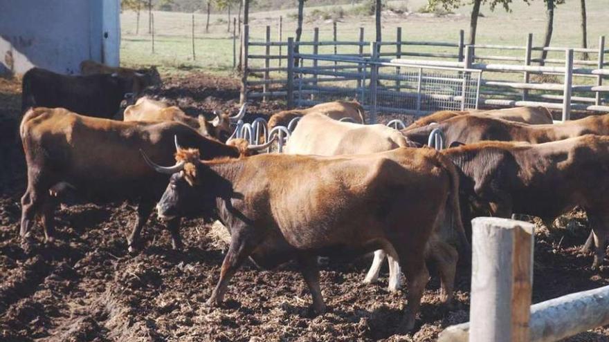 Explotación ganadera de vacas.