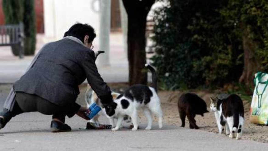 Alimentar animales en la calle quedará prohibido, excepto para las personas autorizadas por el consistorio.