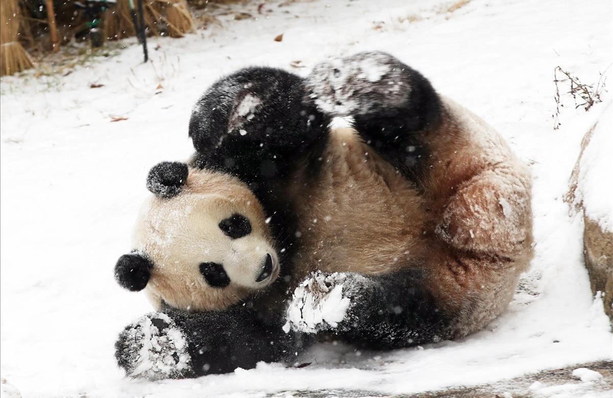 La osa panda Aibao juega en la nieve en el zoo de Everland en Yongin, Corea del Sur.