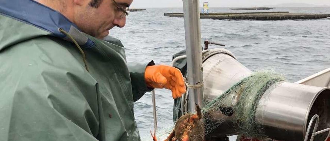 Un marinero retira una centolla de las redes conocidas como &quot;miños&quot;. // Muñiz