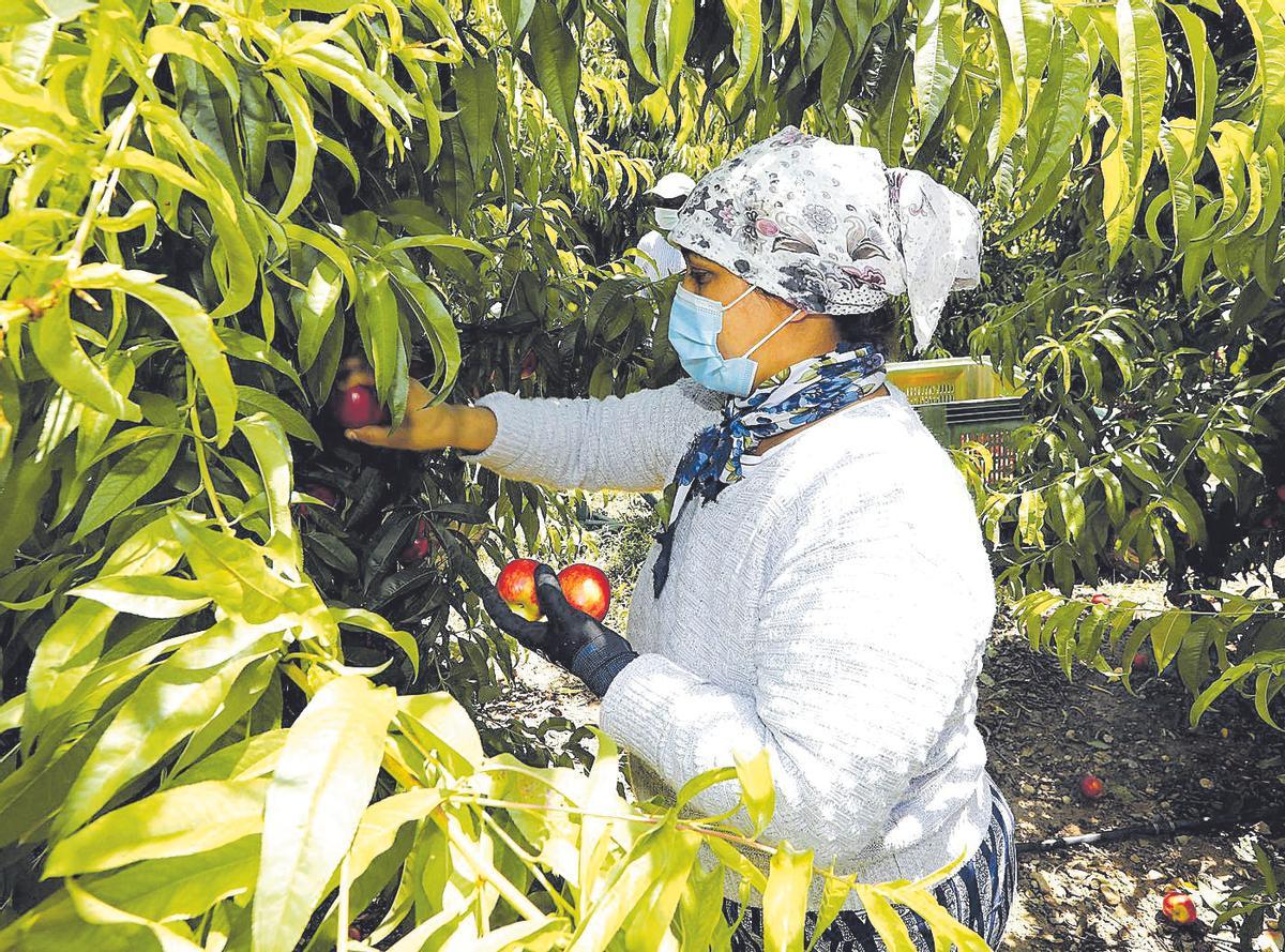 Una mujer recoge fruta en la comarca del Bajo Cinca durante la campaña del año pasado