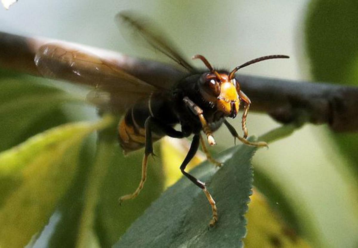 La carabela portuguesa amplía la lista gallega de animales venenosos