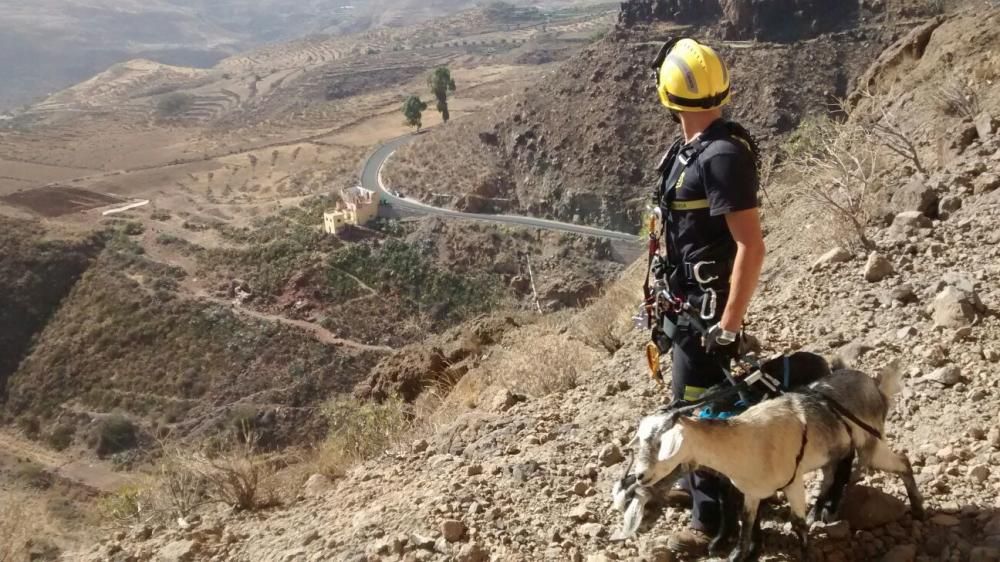 Rescate de dos cabras en Santa Lucía de Tirajana