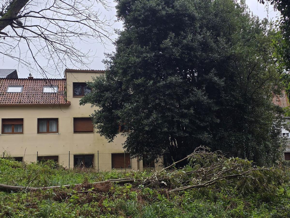 Ramas caídas y árboles pegados a las fachadas.