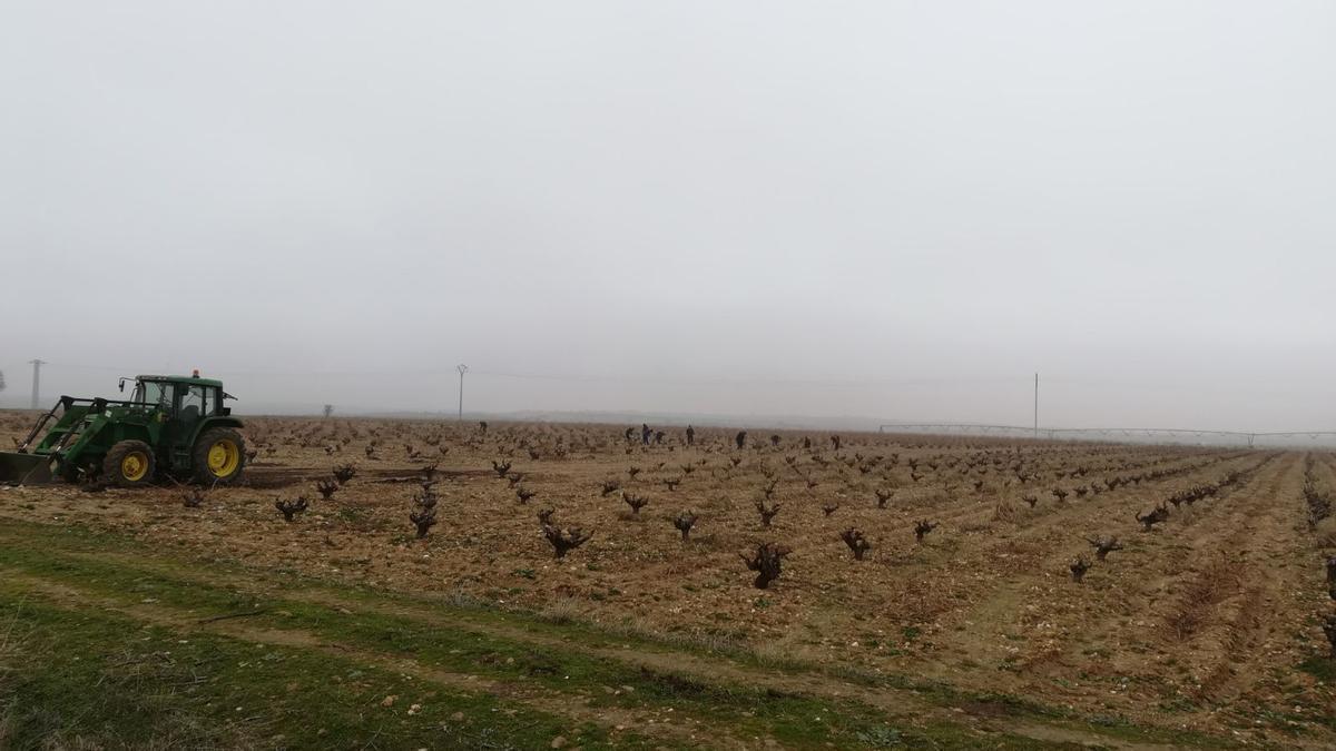 Agricultores podan viñedos en una parcela de la Denominación de Origen Toro