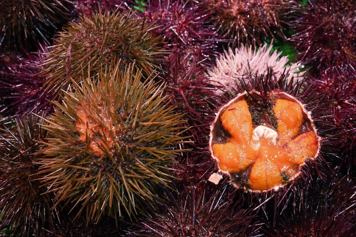 Los primeros oricios asturianos llegan a El Llano a precio de lujo: “Están caros, pero van a volar”