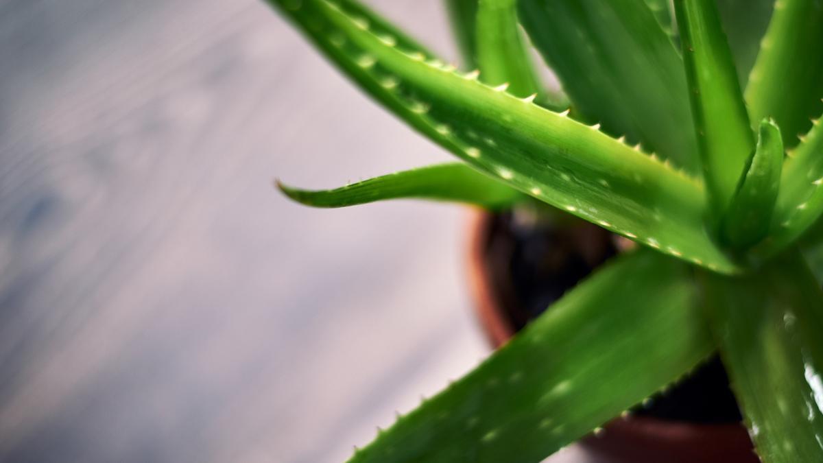 Esta es la falsa creencia con el aloe vera: "Puede irritar y causar dermatitis"