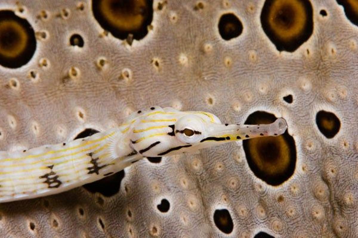 Pez aguja amarillo en Yap, Estados Federados de Micronesia.