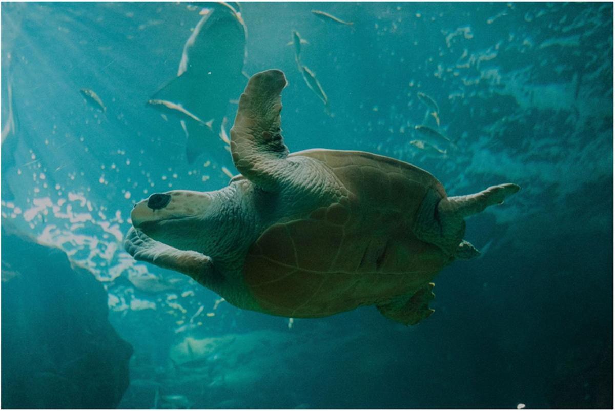 Tortuga en el oceanario del BIOPARC Acuario de Gijón 2024