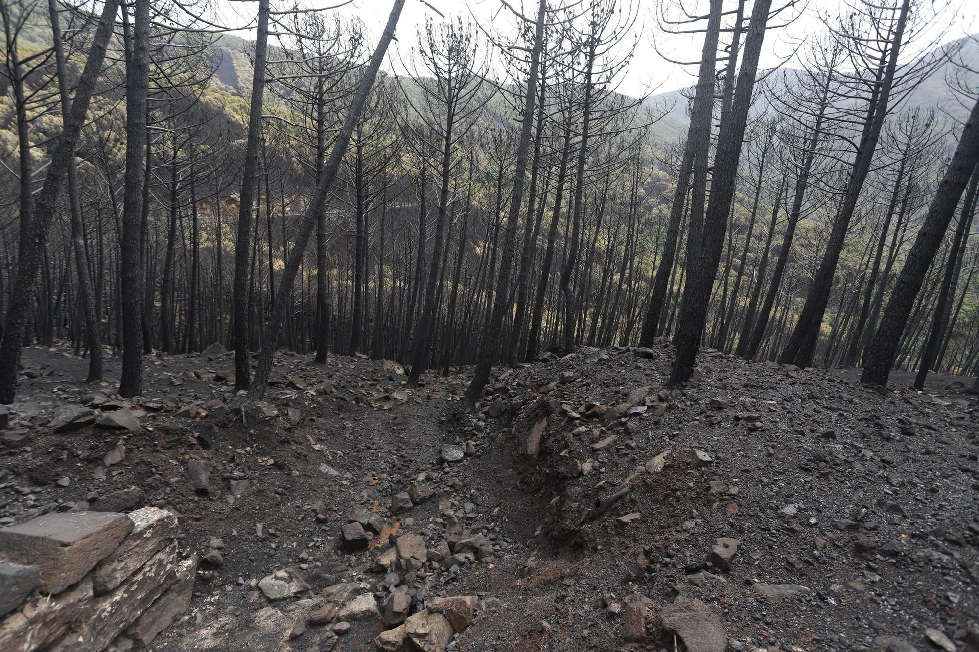 El Paraje de las Peñas Blancas en Estepona arrasado por el fuego