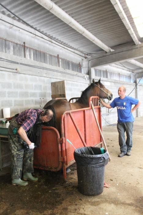 Embestidas militares de 600 millones de espermatozoides para las yeguas asturianas