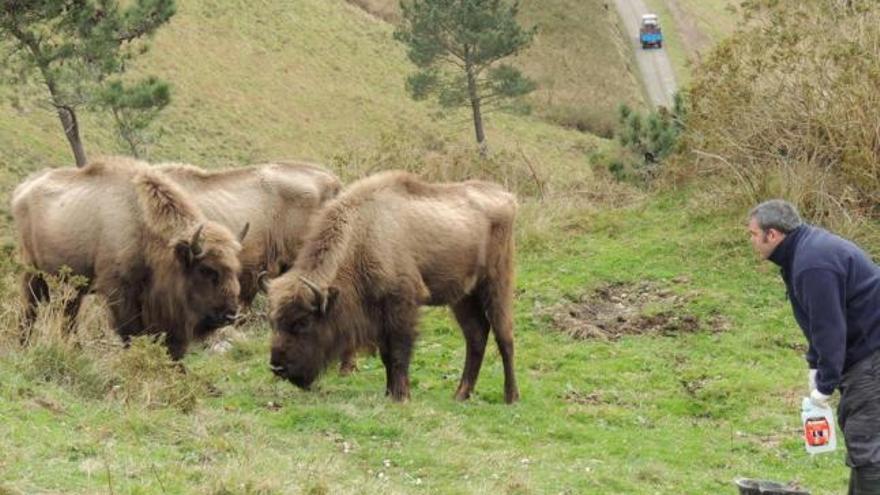 Fernando Morán, junto a tres de los bisontes, en Villayón, meses atrás.