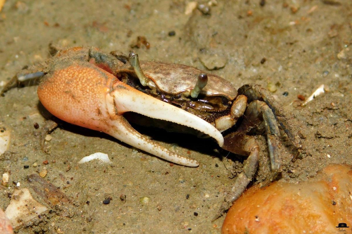 El pequeño cangrejo se caracteriza por su gran pinza