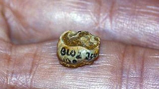 Fósil 8 El pequeño molar de Orce.