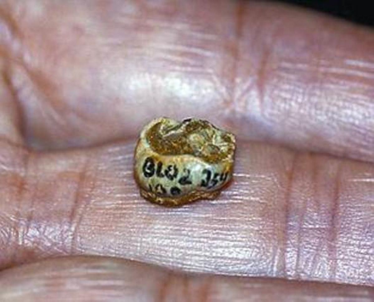 Fòssil 8 El petit molar d’Orce.
