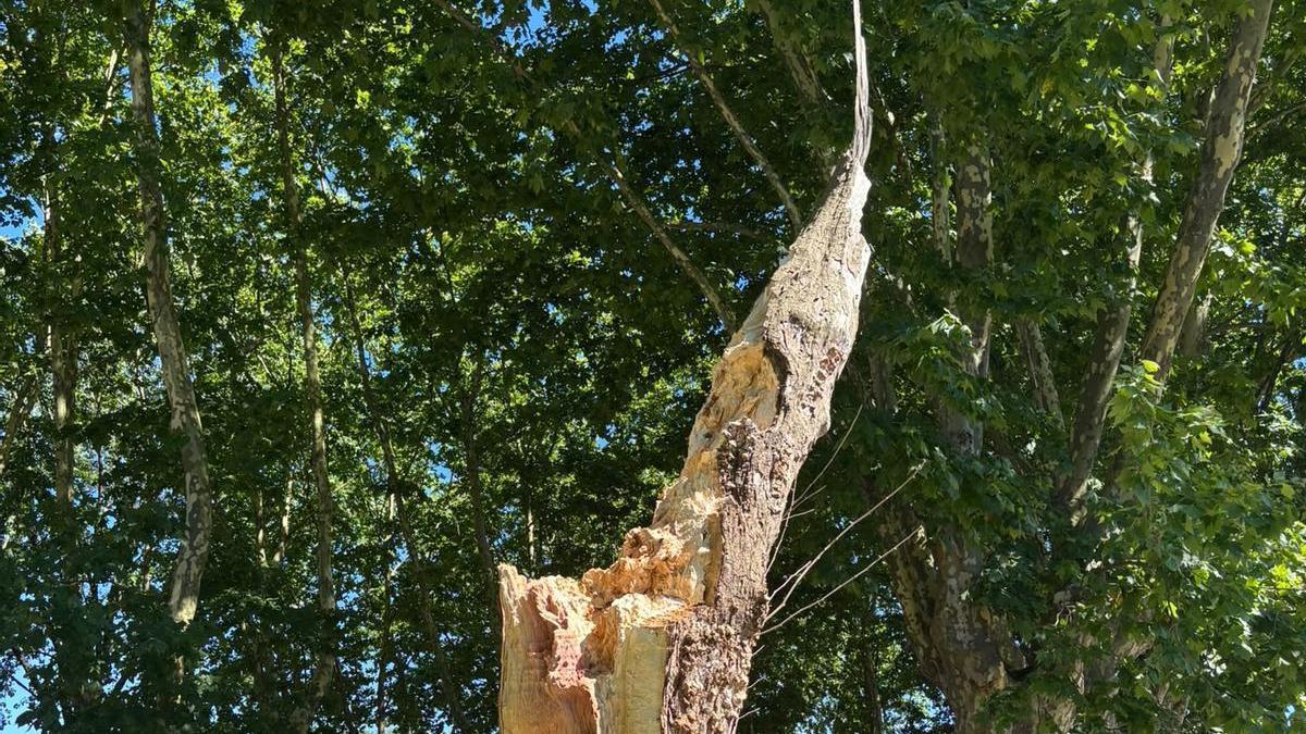 El árbol se destrozó por efecto del viento ante su mal estado.