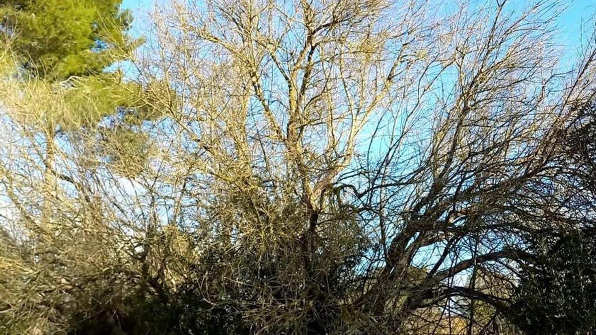 Olivenbume in Gefahr: Das Feuerbakterium kehrt mit neuer Unterart nach  Mallorca zurck