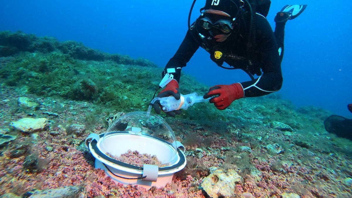 Buceador durante unos  experimentos in situ en el área de Arguineguín en el sur de Gran Canaria.