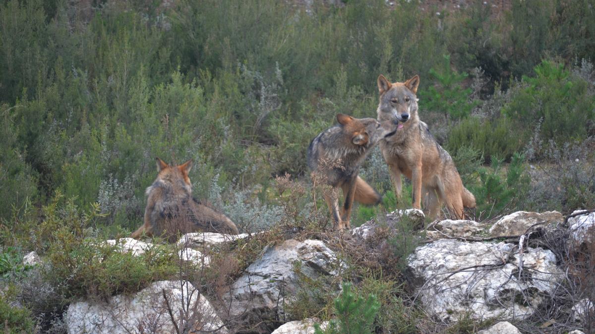 Varios ejemplares de lobo.