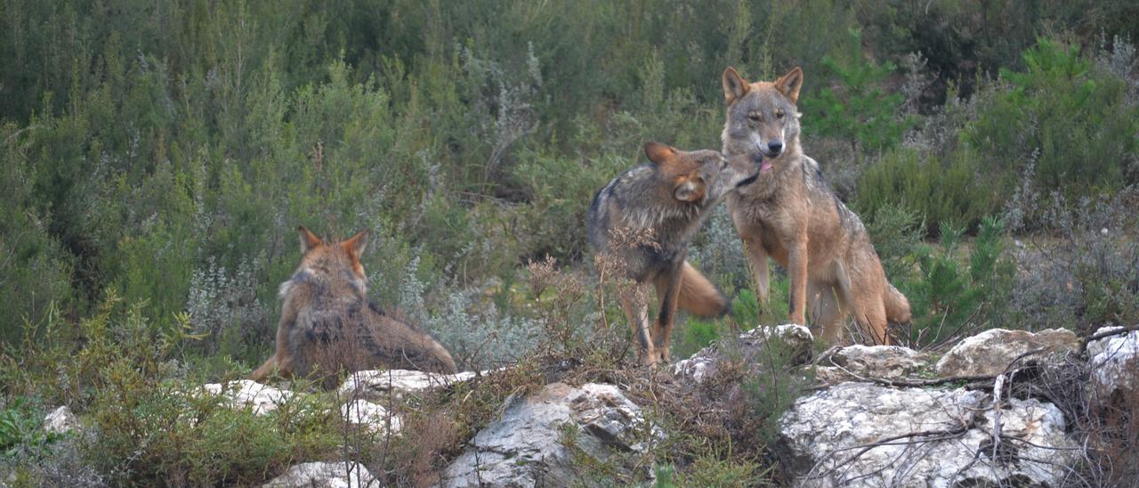 Varios ejemplares de lobo.