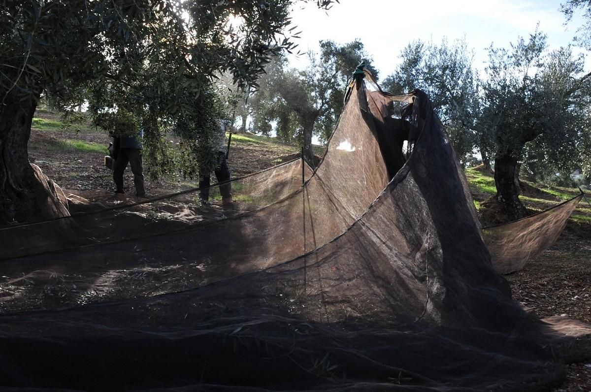 Extensión de los fardos para iniciar la recogida de la aceituna en un olivar de sierra.