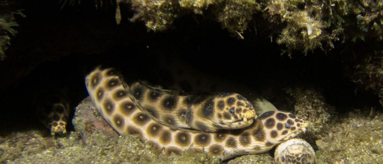 Dos ejemplares de carmelitas asoman en una cueva marina.