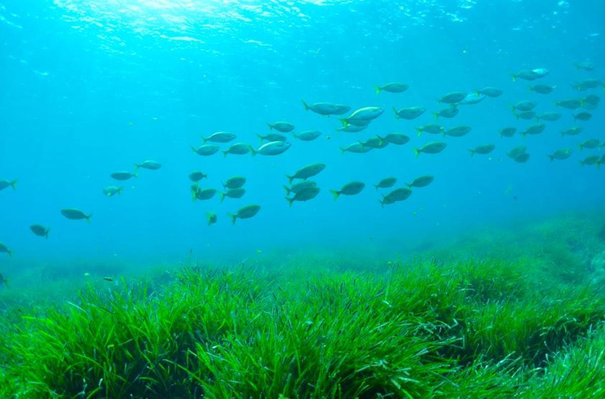 Ein Fischschwarm über einer Seegraswiese