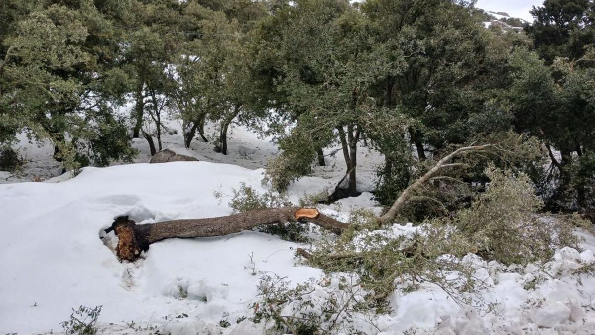 Umgestürzte Bäume in der Tramuntana, wohin man blickt.