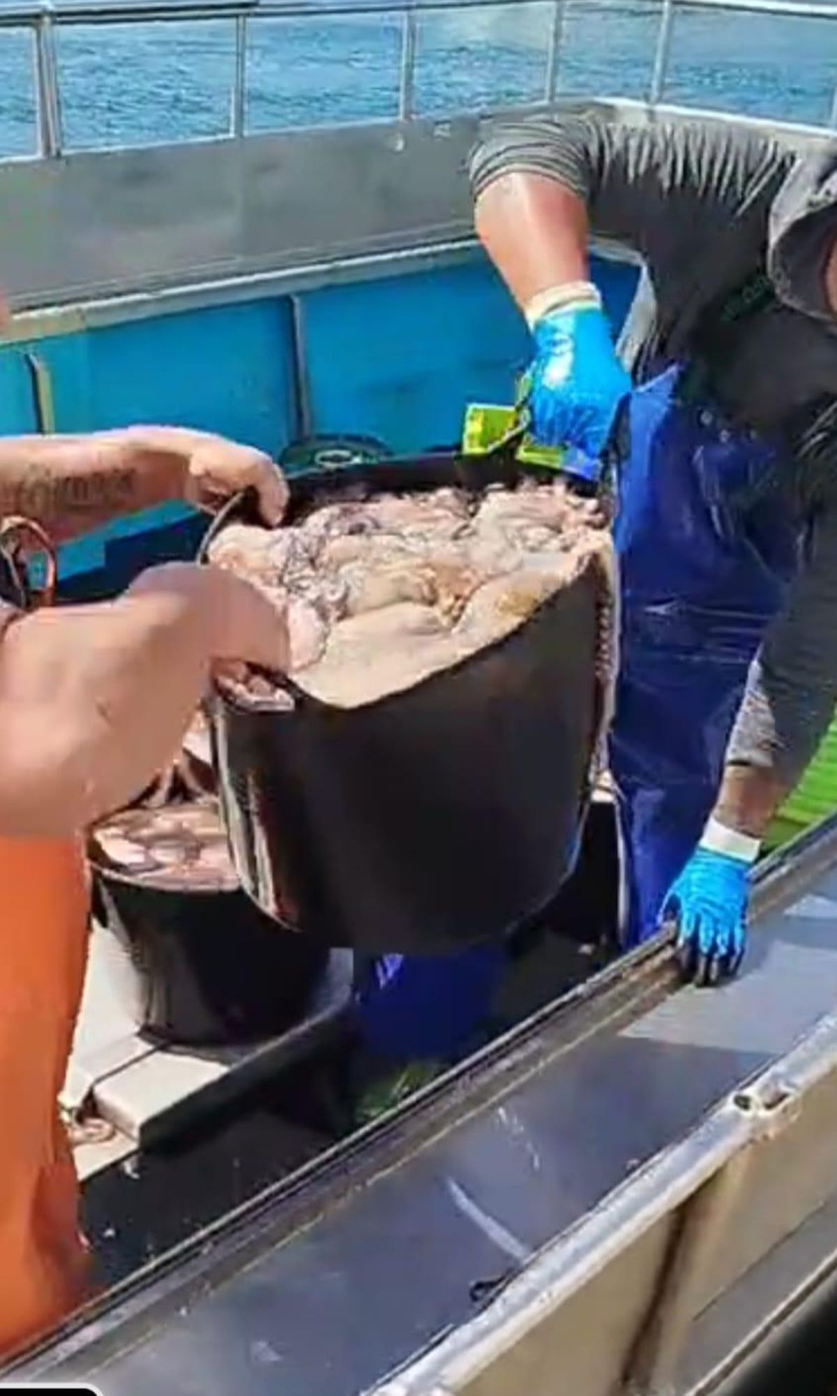 El pulpo que estaba siendo descargado en Porto Meloxo.