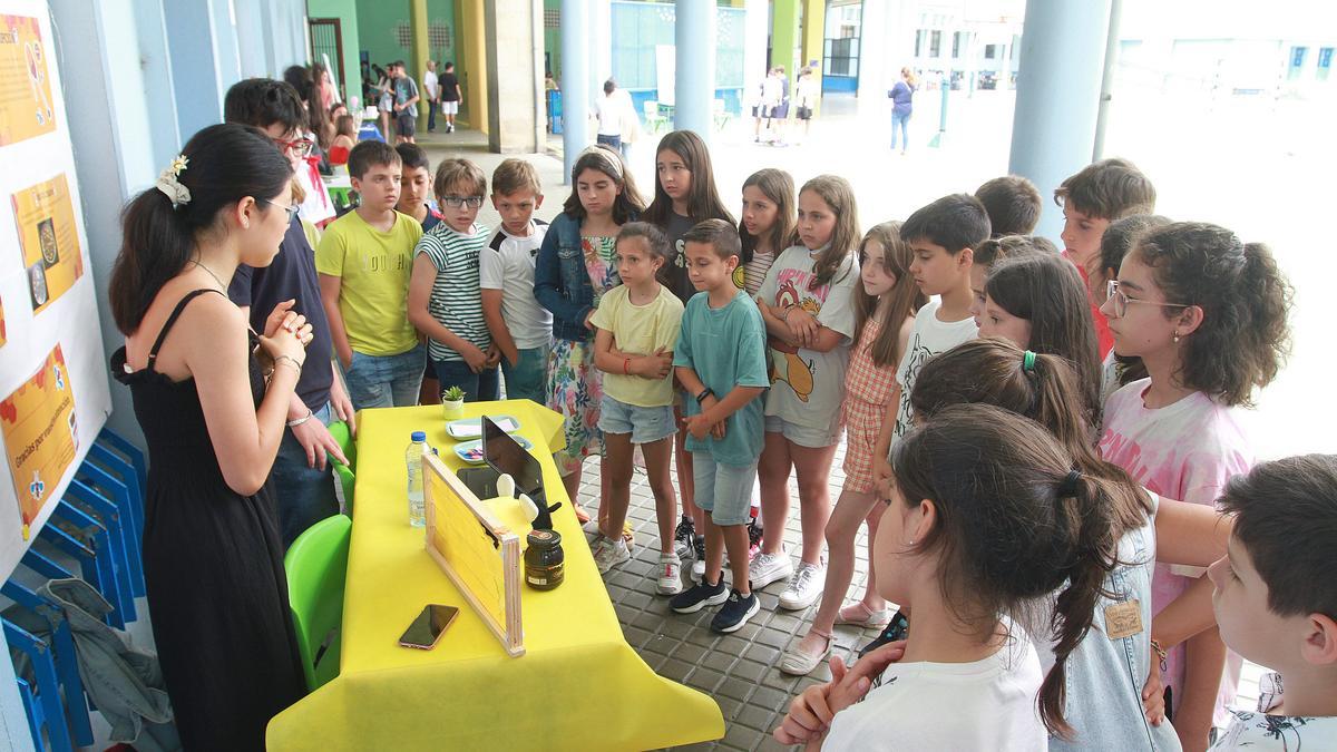 Presentación del experimento que prueba las propiedades antibióticas de la miel.