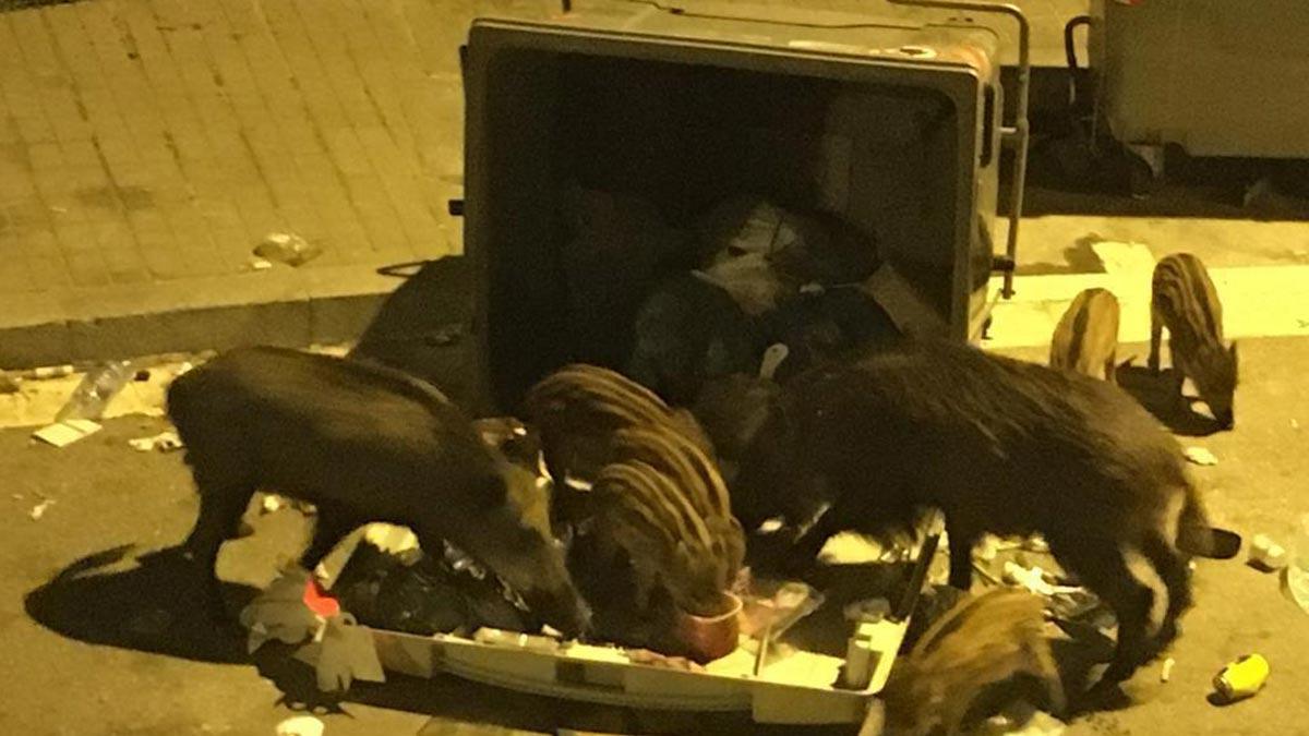 Jabalís comiendo de un contenedor en la calle Maduixer de Barcelona, cerca de la Carretera de les Aigües, en el barrio de Gràcia.