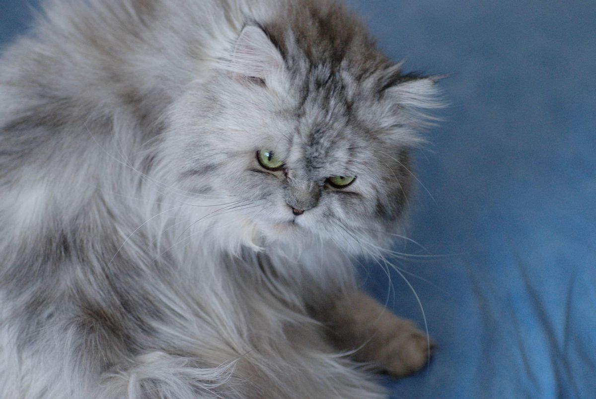 Gato persa.