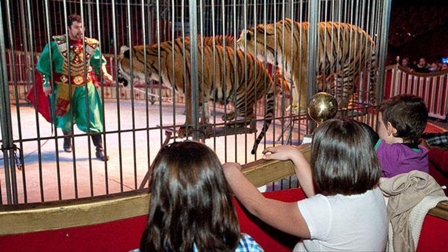 Un domador hace un espectáculo con tigres en un circo.