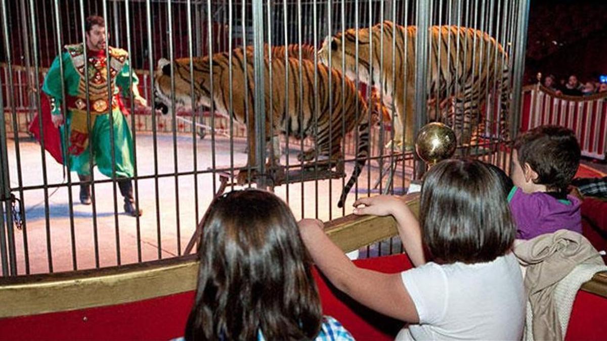 Un domador hace un espectáculo con tigres en un circo.