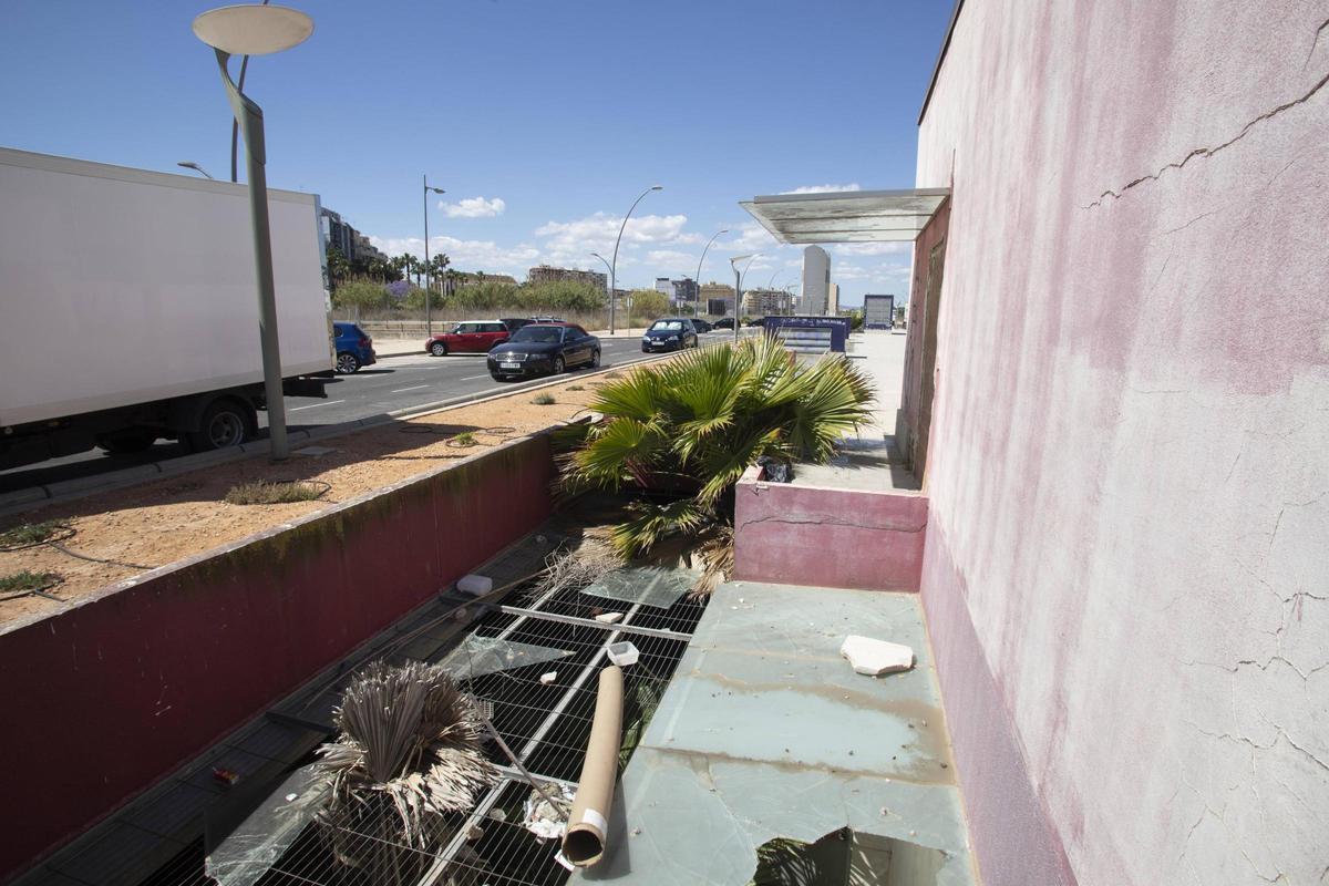 Las palmeras crecen desde el interior del aparcamiento.