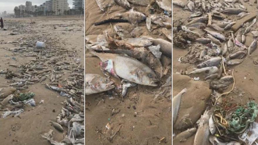 Cientos de peces muertos por el temporal entre la playa de Gandia y Xeraco