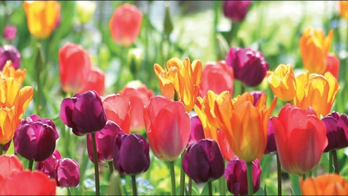 Parque Keukenhof de Lisse, en Holanda