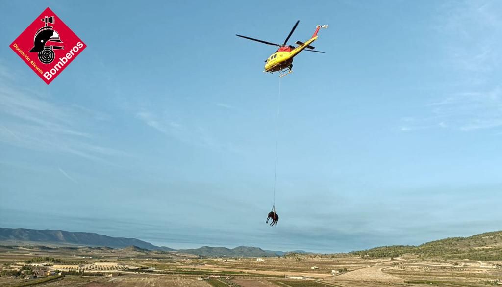 Una yegua voladora en Pinoso